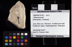 Foto (Objket + Etiketten) von „Tithanotromota“ 